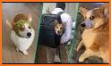 Corgi related image