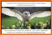 Kavi Escape Game 661 - Genial Barn Owl Escape related image