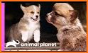 Corgi World Tour related image