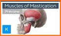 Mastication related image