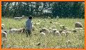 Sheep Run related image