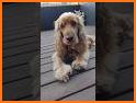 Cocker Spaniel SK03 related image