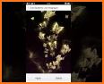 Beautiful Gold Butterfly Theme related image