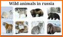 EcoGuide: Russian Wild Mammals related image