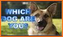 What Type Of Dog Are You? related image