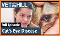 Vet Eye related image