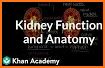 Kidney Anatomy related image