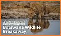 Botswana Wildlife Guide related image