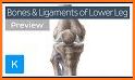 Anatomist - Anatomy Quiz Game related image