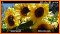 Sunflower Clock Live Wallpaper related image