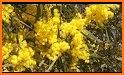 Wattle - Acacias of Australia related image