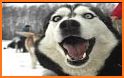 Cool Siberian Husky Cute Dogs Malamut Wallpapers related image