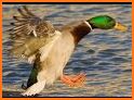 Duck Sound and other Animal Sounds related image