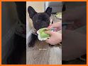 BarkBox - Dog Toy & Treat Box related image