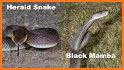 Global Snake Identification and Education related image