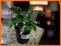 How to Care for a Christmas Cactus related image