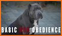 Dog Obedience related image