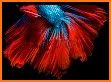 Betta Fish Live Wallpaper FREE related image