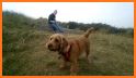 Basset Fauve de Bretagne related image