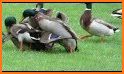 Mallard Escape related image