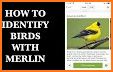 Bird identification: Picture bird identifier app related image