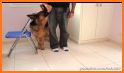 Dog - training and clicker related image