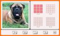 Puzzles and Guess the Breed of Dogs related image