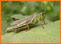 Grasshopper related image