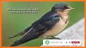 Barn Swallow TB04 related image