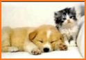 Dog & Cat Ringtones related image