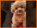 Cute Wallpaper Toy Poodle Puppy Theme related image