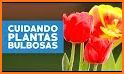 Consejos de cómo Cuidar Plantas y Jardines related image