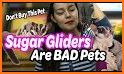 Pet Sugar Glider Care Guide related image