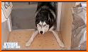 Talking Husky Dog related image