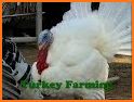 Turkey, Please! related image