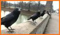 Crow Sounds related image