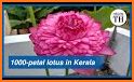 Lotus: Hindus App related image