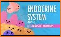 Anatomy Online Quiz: Endocrine System related image