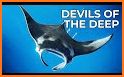 The Manta rays related image