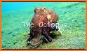 Octopus Hide 3D related image