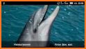 Dolphin 2016 LWP related image