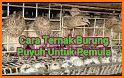 tips metode ternak burung puyuh bagi pemula related image