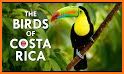 Birds of Costa Rica related image