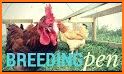 Chicken breeding related image