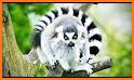 Lemur related image