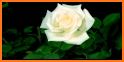 Ramos De Rosas y Flores 4K GIF related image