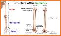 Our Skeletal System related image