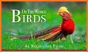 Birds Of The World related image