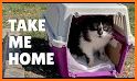 Rescue Kitten 2020 -Save Cat related image