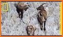 Wild Goats related image